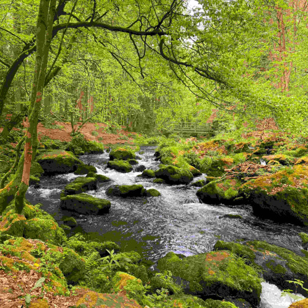 Natur im Triebtal