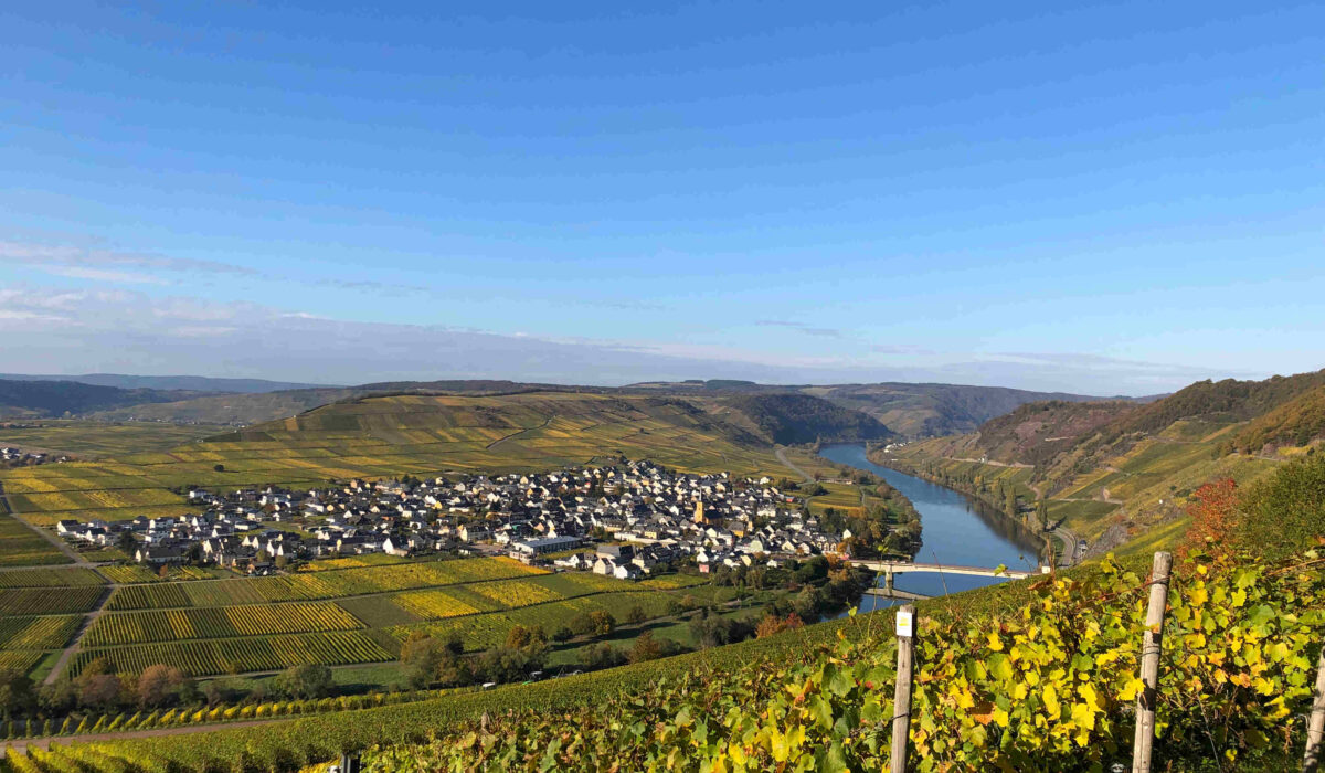 Blick vom Weinberg auf die Mosel