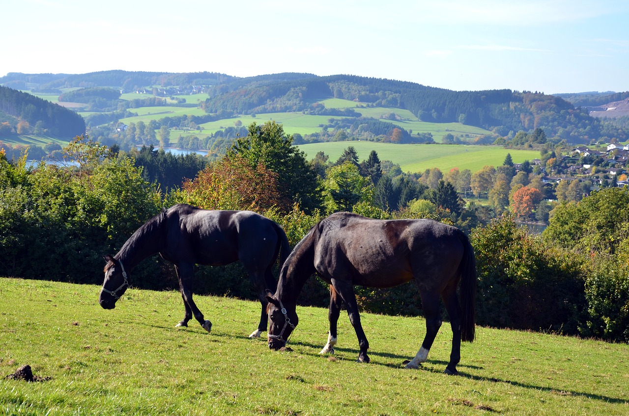 Pferde mit Blick ins Sauerland