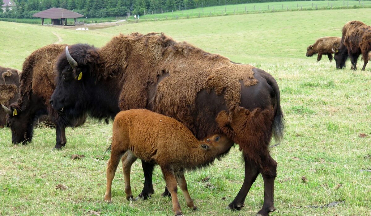 Wisent-Wildnis Wittgenstein